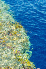 Coral reef. Clean sea. Sea vacation concept. Marine background. vertical photo