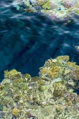 Naklejka na ściany i meble aerial landscape top view of Red sea bottom with coral reefs through aquamarine transparent water surface south tropical nature background photography. vertical photo