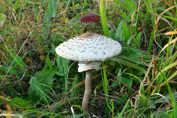 Edible parasol mushroom grows in the grass close up 