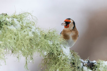 Goldfinch (Carduelis carduelis) perched on snowy lichen covered branch