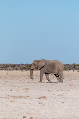 Fototapeta premium One big male African Elephant -Loxodonta Africana- walking down the plains of Etosha National Park.