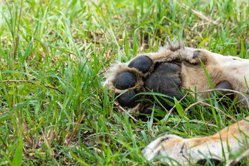 A closeup of lions paws while they are sleeping in the bushes of Masai Mara National Reserve during a wildlife safari