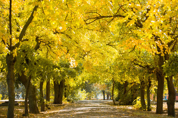 Fototapeta premium Beautiful fall trees in the park. Colorful yellow-green trees.