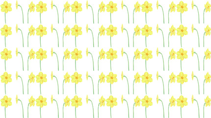 Vector spring background with flowers of jonquil isolated on transparent background