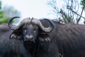 A red-billed Oxpecker cleaning ticks from buffalo body in the plains of Masai Mara National Reserve during a wildlife safari