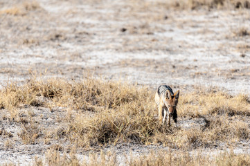 A side-striped Jackal -Canis Adustus- hunting for prey in Etosha National Park, Namibia.