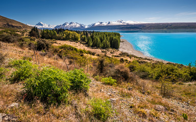 Fototapeta na wymiar Aoraki Mount Cook with lake Pukaki and nice forest. Beautiful icy cold turquoise lake with mountains covered by snow in background.