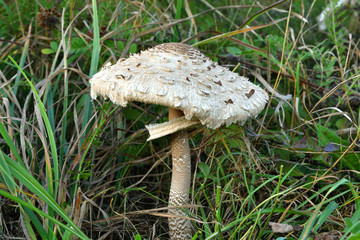 Edible parasol mushroom  camouflaged in the grass grows to a height