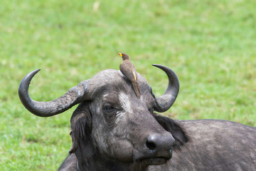A red-billed Oxpecker cleaning ticks from buffalo body in the plains of Masai Mara National Reserve during a wildlife safari