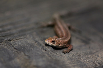 Closeup portrait of a small lizard in summer.
