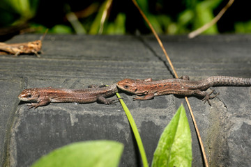 Closeup portrait of a small lizard in summer.