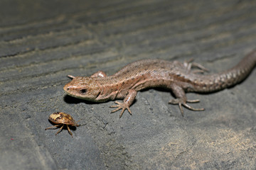 Naklejka premium Closeup portrait of a small lizard in summer.