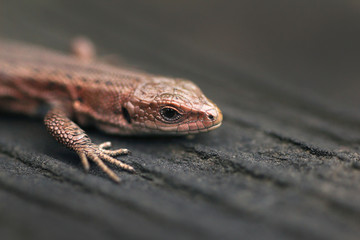 Closeup portrait of a small lizard in summer.