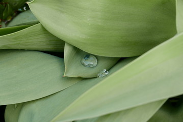 waterdrop on a green leaf
