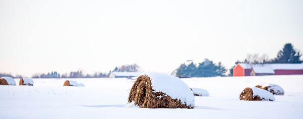 Round hay bales covered with snow in a farm field panoramic - Powered by Adobe