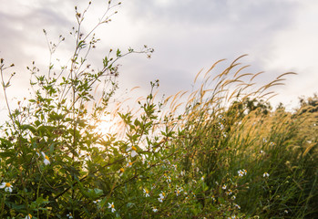 Wild grass beside the streest.