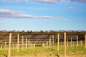 Fototapeta premium Wisconsin farmland with an established ginseng field and the start of a new one.