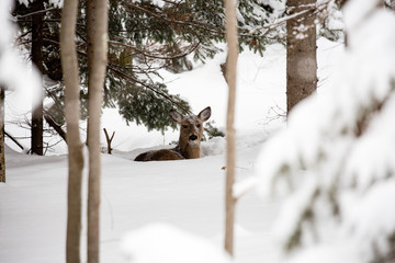 White tail deer bedded down in snow with snow on her head and face