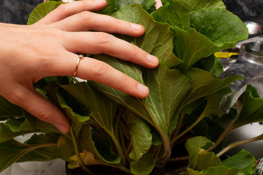 Pink, white flower "Primula". Women's hands check the leaves. The health of the flower.