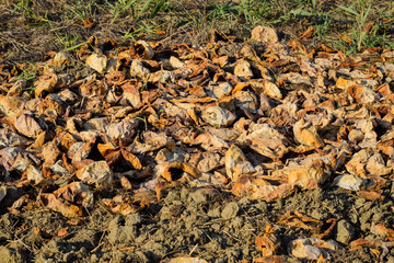 Heaps of rotting watermelons. Peel of melon. An abandoned field