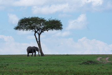 A lone elephant grazing next to a lone acacia tree in the plains of Africa inside Masai Mara National Reserve during a wildlife safari