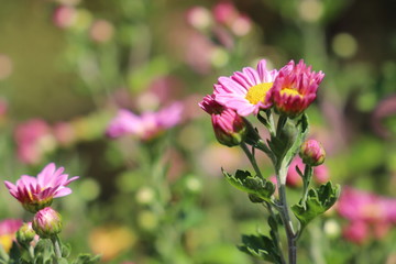 Obraz premium ピンクの花