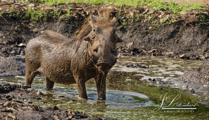 Naklejka na ściany i meble Warthog taking a bath