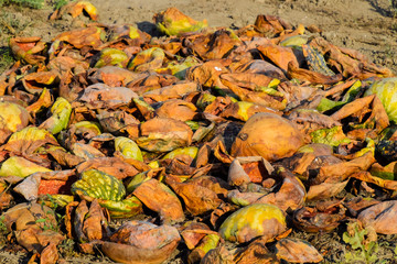 Heaps of rotting watermelons. Peel of melon. An abandoned field