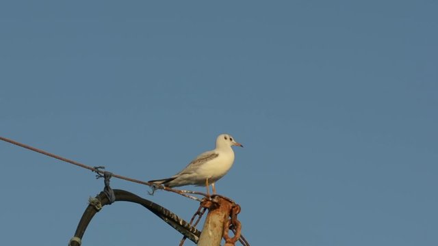 Seagull on the sail mast