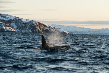 Obraz premium Orca / Killer Whale of Norway - Lofoten