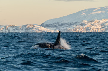 Orca / Killer Whale of Norway - Lofoten