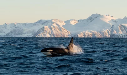 Papier Peint photo Orca Orque / Orque de Norvège - Lofoten