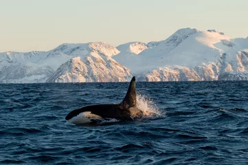 Fotobehang Orca Orca / Orka van Noorwegen - Lofoten