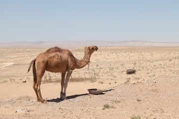 A camel drinks from a bowl in the Kyzylkum Desert (Uzbekistan)