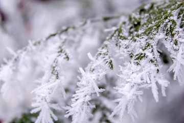 flowers in snow