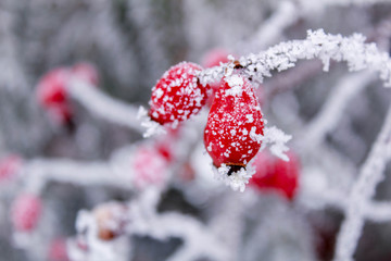 red berries in snow