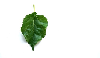 Fototapeta premium Mulberry leaf on white background.