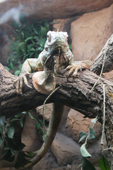 Big iguana climbing on a tree.