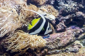 Fototapeta na wymiar Exotic fish swimming in an aquarium close-up