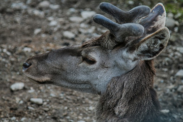 Young reindeer in the spring day.