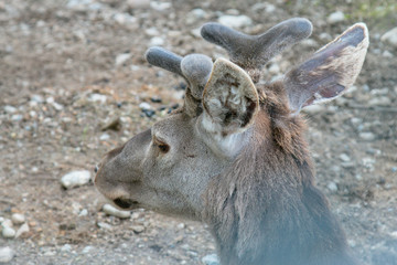 Young reindeer in the spring day.