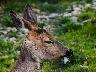 Selbstklebende Fototapeten A sick young deer with foams at the mouth. © Mihai Ion-Florin
