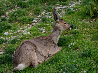 Young deer resting on the green grass.