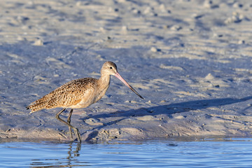 Marbled godwit on the beach of the Gulf of Mexico - Florida