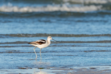 American avocet walking along the shore
