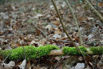 withered branch covered with moss in the autumn forest