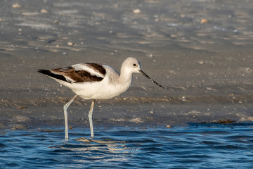 American avocet walking along the shore