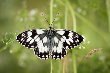 ein Schachbrettfalter auf einer Pflanze auf einer Wiese