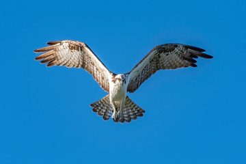 Osprey pauses over the waters searching for fish