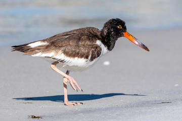 American oyster catcher standing on the shore 